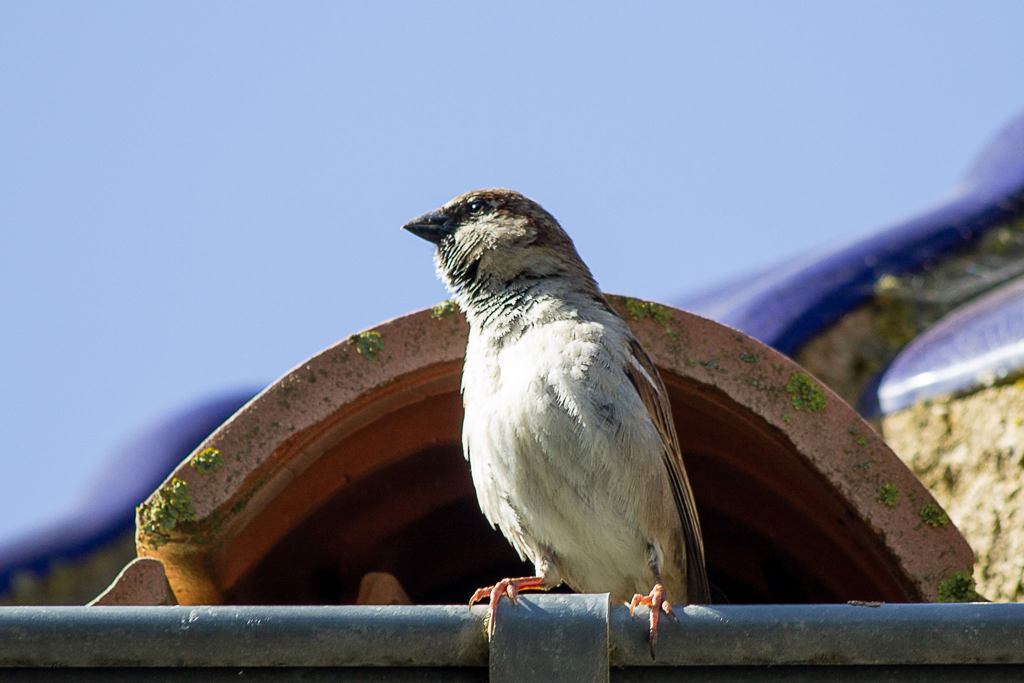 Gorrión   Passer domesticus